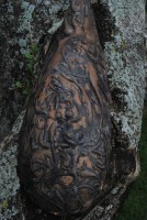 /album/galeria-de-fotos-ceramicas/dsc-0496-jpg/